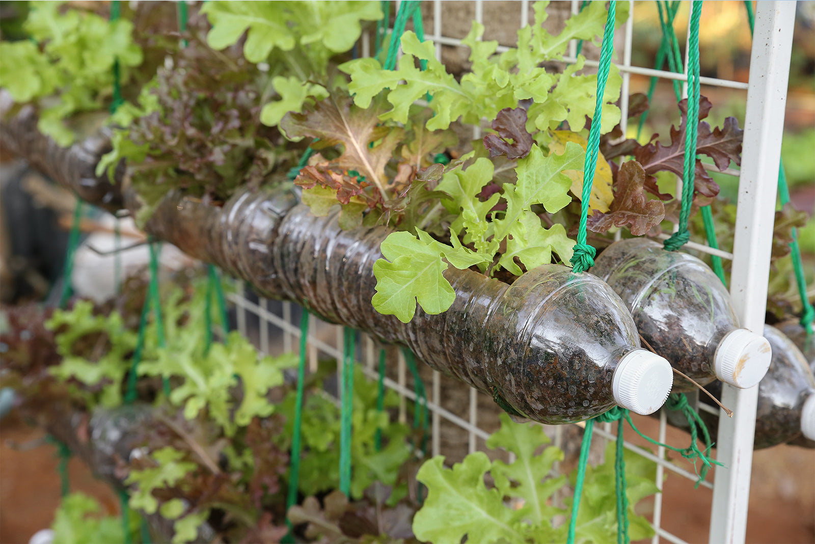 Repurposing Plastic Water Bottles for Gardening Planters